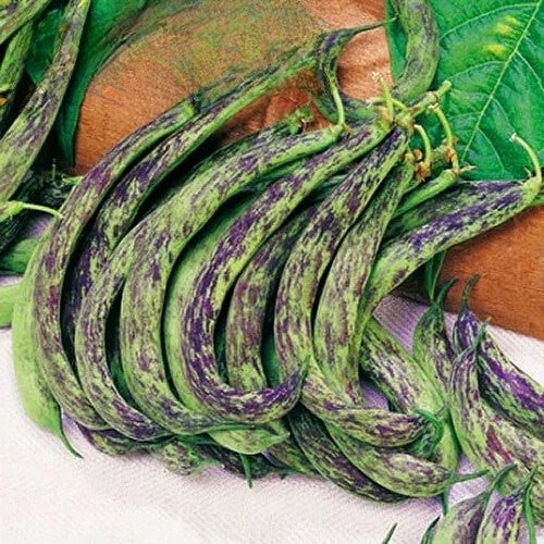 Dwarf Bean 'Anellino Di Trento' - 40 seed (Phaseolus vulgaris)