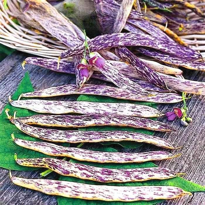 Dwarf Bean 'Merveille de Piemonte' - 30 seeds (Phaseolus vulgaris)
