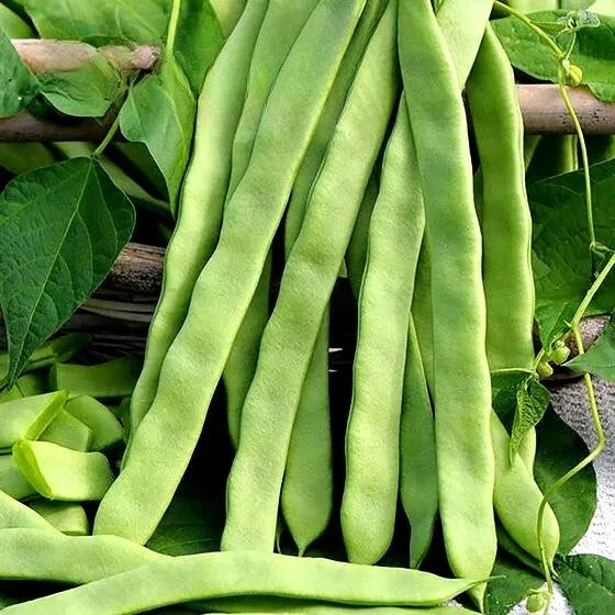 Italian Climbing Black Bean Super Marconi Grano Nero - 20 seeds (Phaseolus vulgaris)