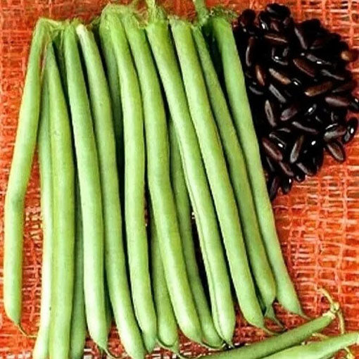 Dwarf Bush Bean Early Sunray - 50 seeds (Phaseolus vulgaris)