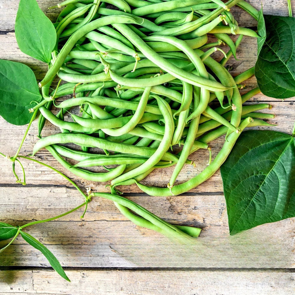Dwarf Bush Bean Early Sunray - 50 seeds (Phaseolus vulgaris)
