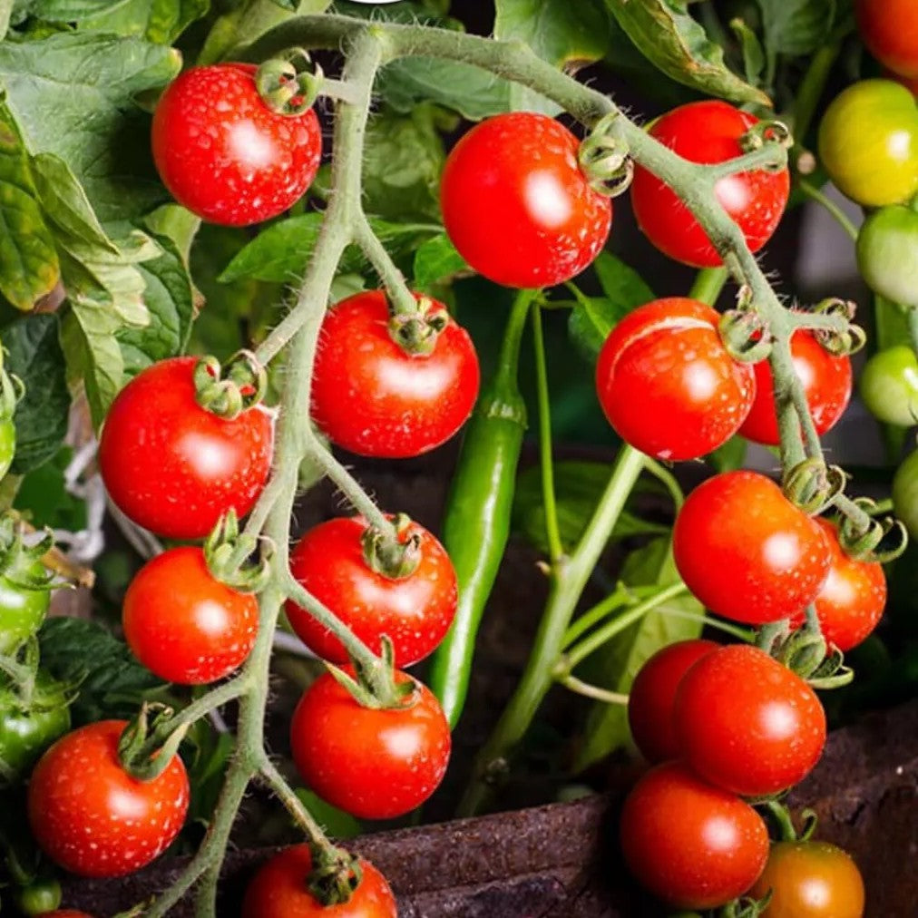 Cherry tomato 'Rubinka' - 35 seeds (Lycopersicum esculentum)