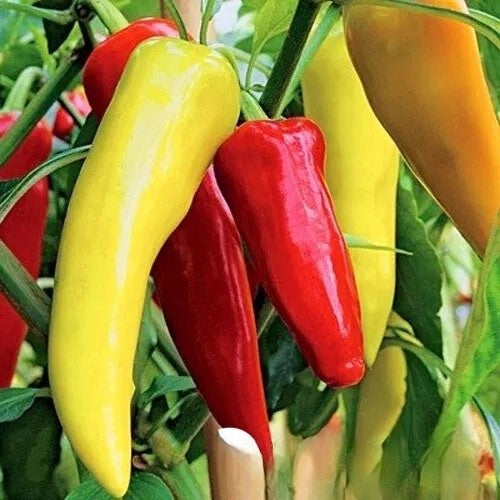 Horn Hot Chilli Pepper Harriet - 30 seeds (Capsicum annuum)
