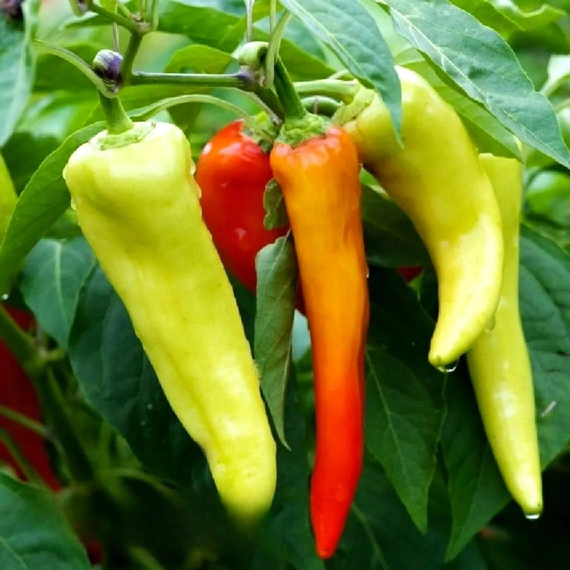 Horn Hot Chilli Pepper Harriet - 30 seeds (Capsicum annuum)