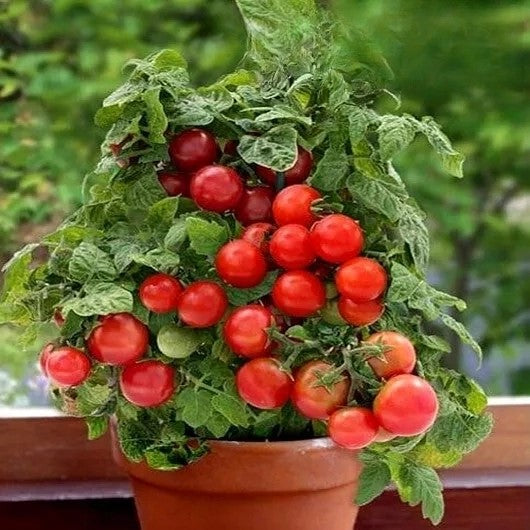 Bush Tomato Vilma  - 60 seeds (Solanum lycopersicum)