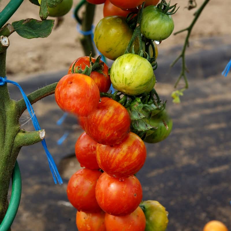 Tomato Duo Striped - 120 seeds (Solanum lycopersicon)