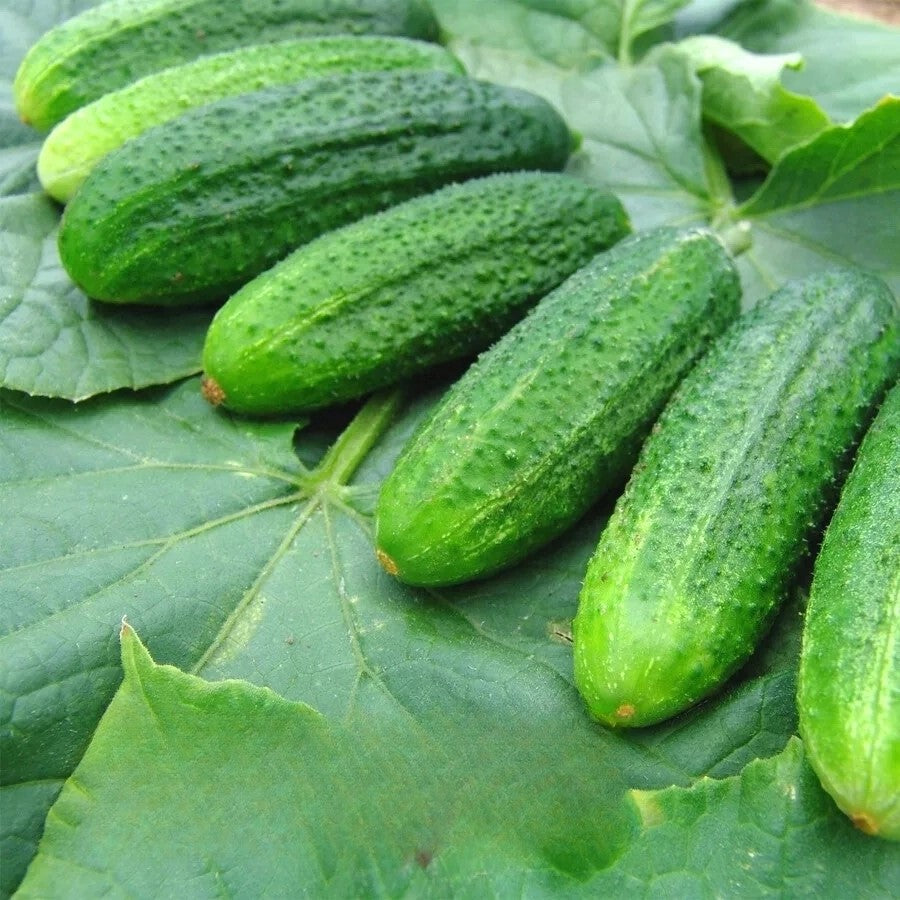 Cucumber Partner F1 - 20 seeds (Cucumis sativus)