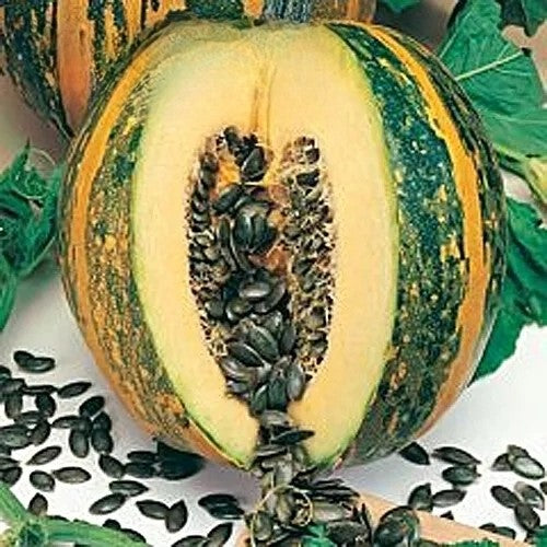 Oil Squash Olga Pumpkin - 10 seeds (Cucurbita Pepo)
