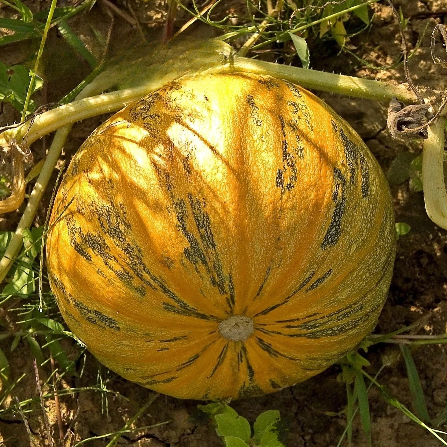 Oil Squash Olga Pumpkin - 10 seeds (Cucurbita Pepo)