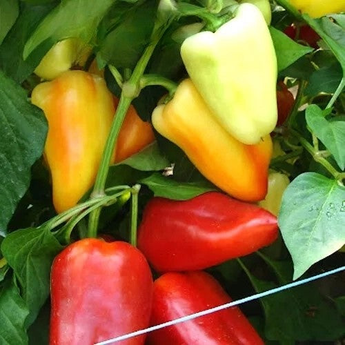 Sweet Pepper Monanta - 20 seeds (Capsicum annuum)