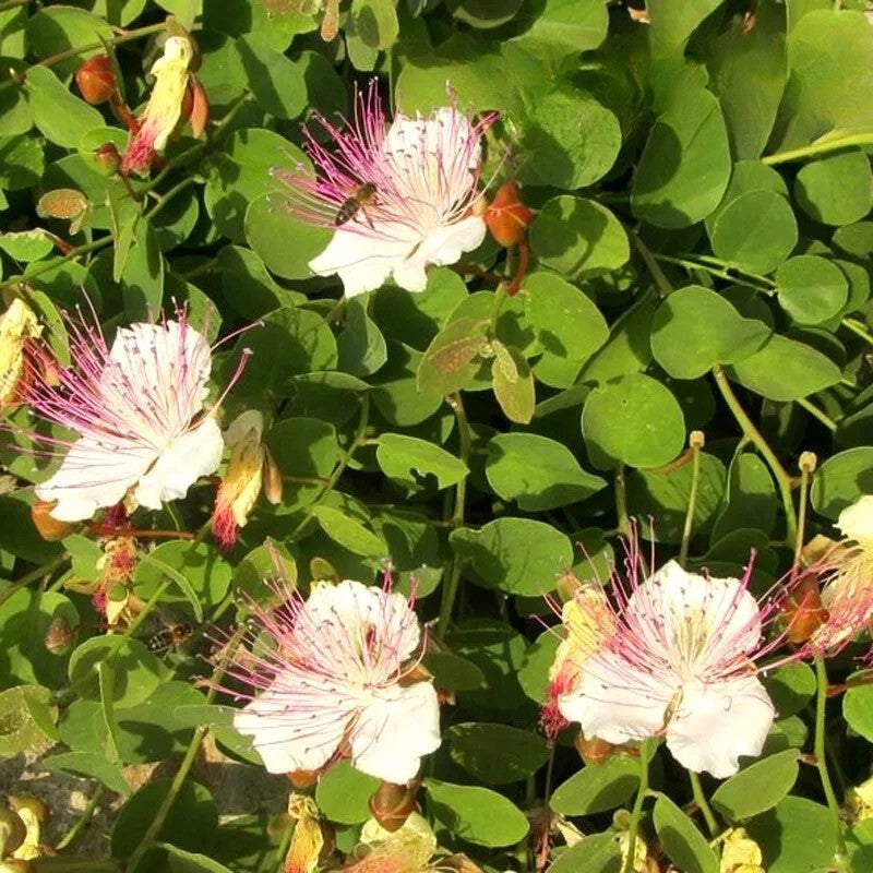 Caper bush - 30 seeds (Capparis spinosa)