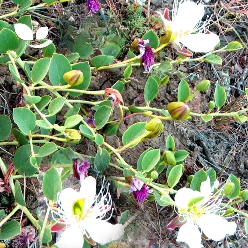 Caper bush - 30 seeds (Capparis spinosa)