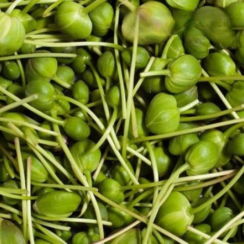 Caper bush - 30 seeds (Capparis spinosa)
