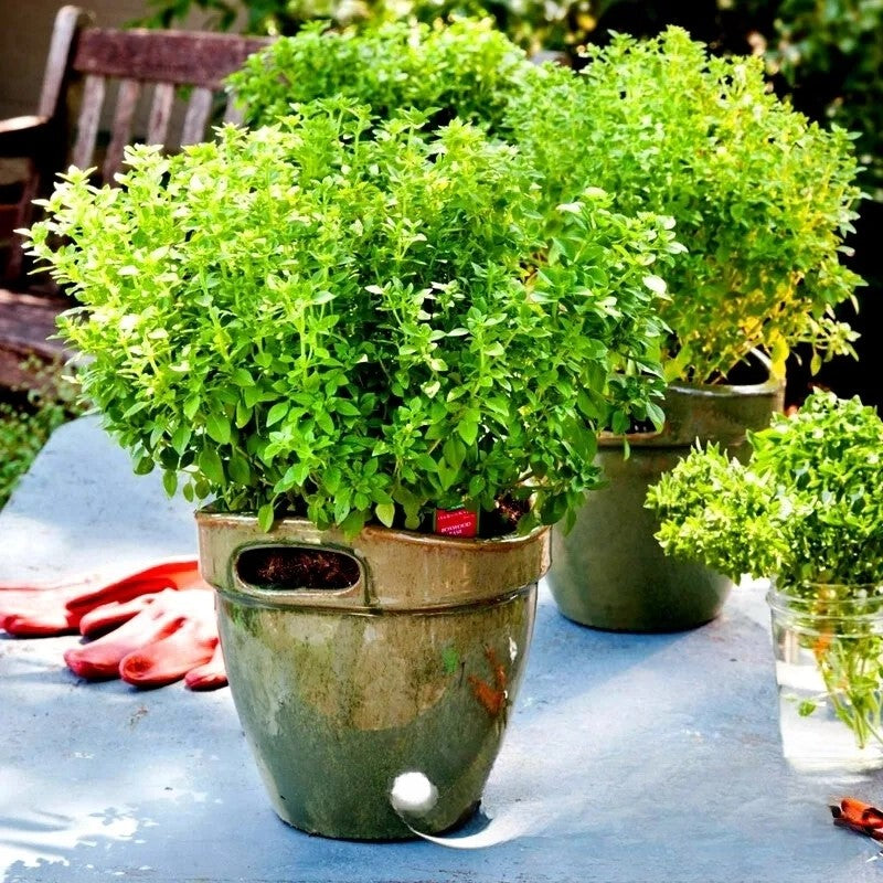 Dwarf Minette Greek Basil - 500 seeds (Ocimum basilicum)