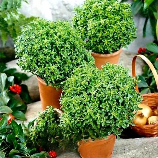 Dwarf Minette Greek Basil - 500 seeds (Ocimum basilicum)