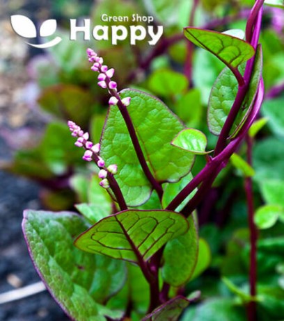 Malabar Spinach - 20 seeds (Basella Alba)