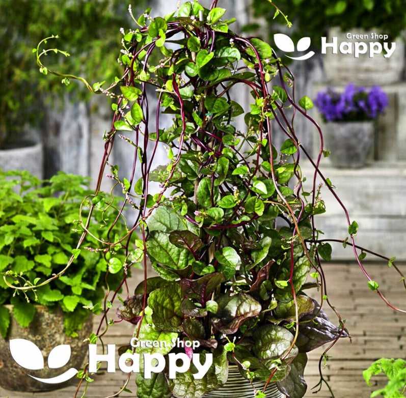 Malabar Spinach - 20 seeds (Basella Alba)