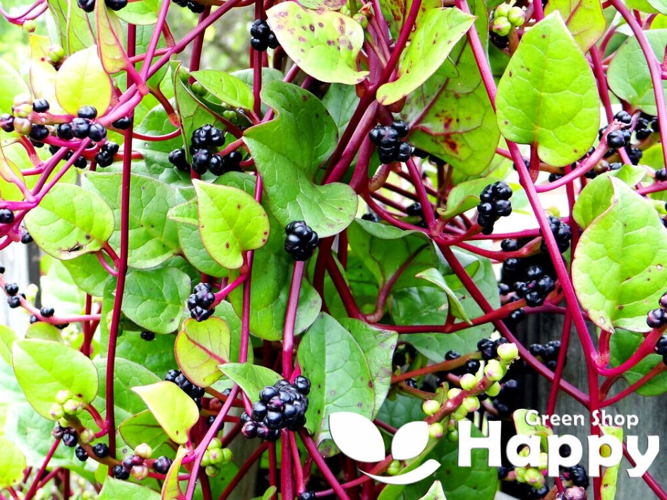 Malabar Spinach - 20 seeds (Basella Alba)