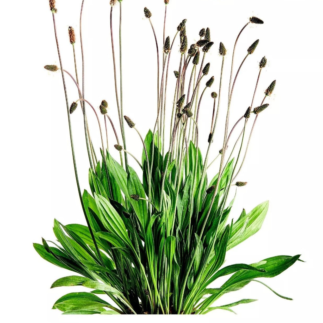 English Plantain - 850 seeds (Plantago lanceolata)