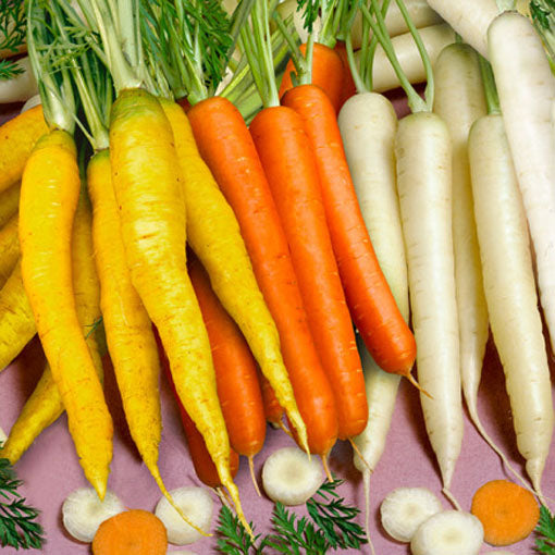 Carrot Rainbow F1 - 100 Seeds (Daucus carota)