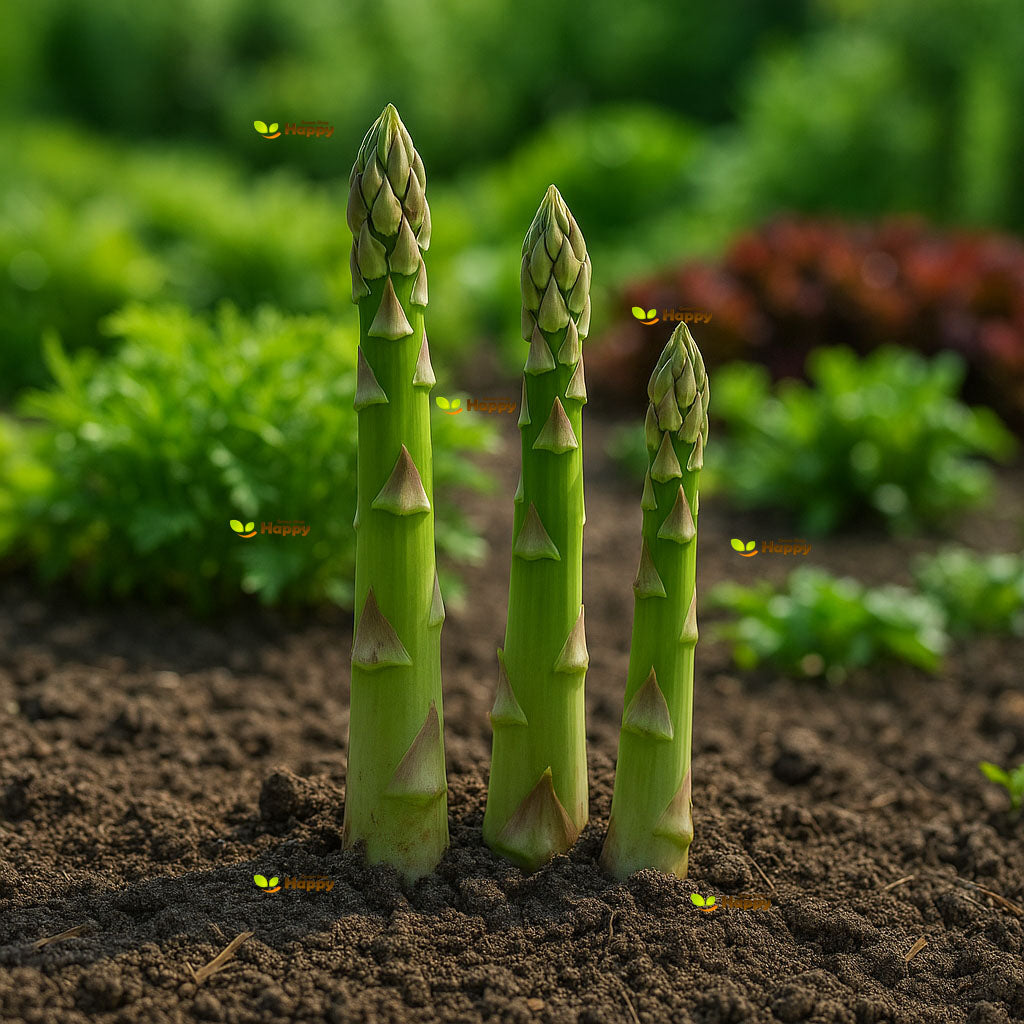 Asparagus 'Mary Washington' - 60 Seeds (Asparagus officinalis)