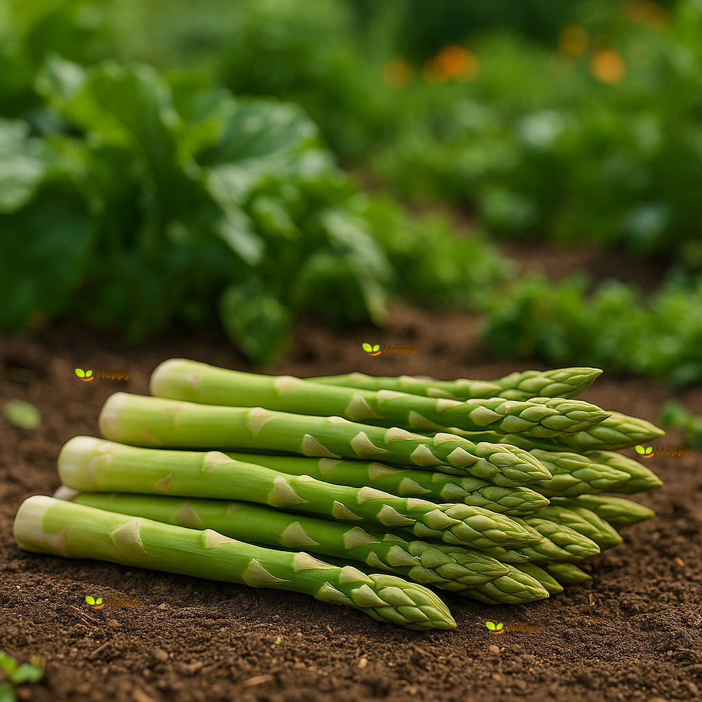Asparagus 'Mary Washington' - 60 Seeds (Asparagus officinalis)