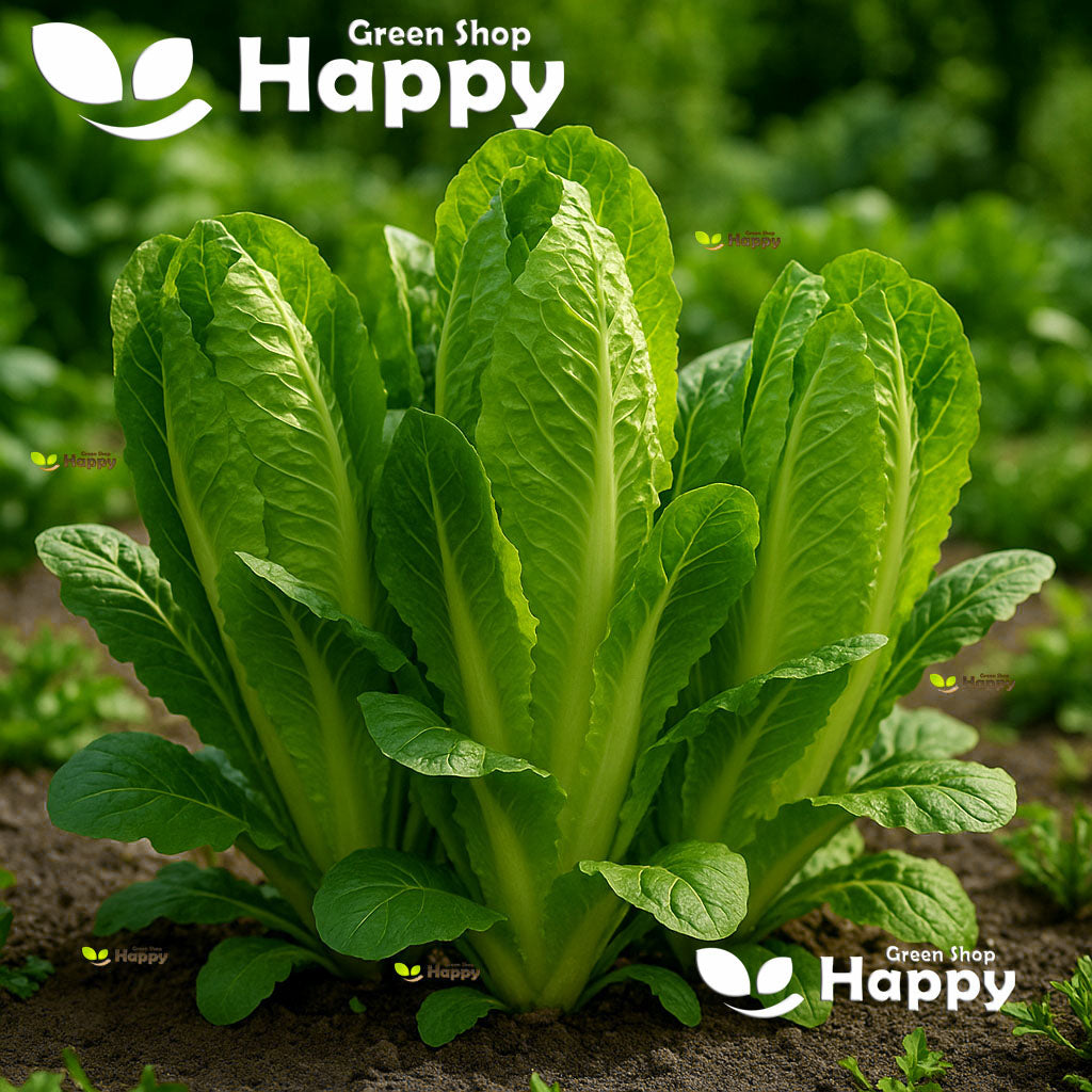 Lettuce Cos Paris White - Classic Romaine type - 1100 seeds (Lactuca sativa)