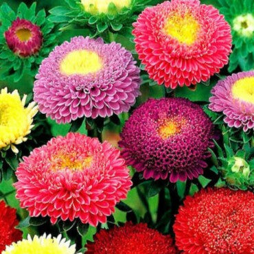 Aster Tall Pompon Montezuma mixed - 100 seeds (Callistephus Chinensis)