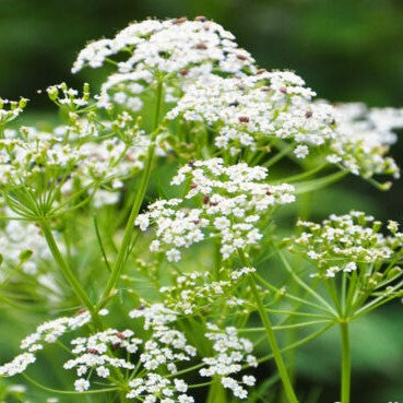Caraway - 1200 seeds (Carum caravi)