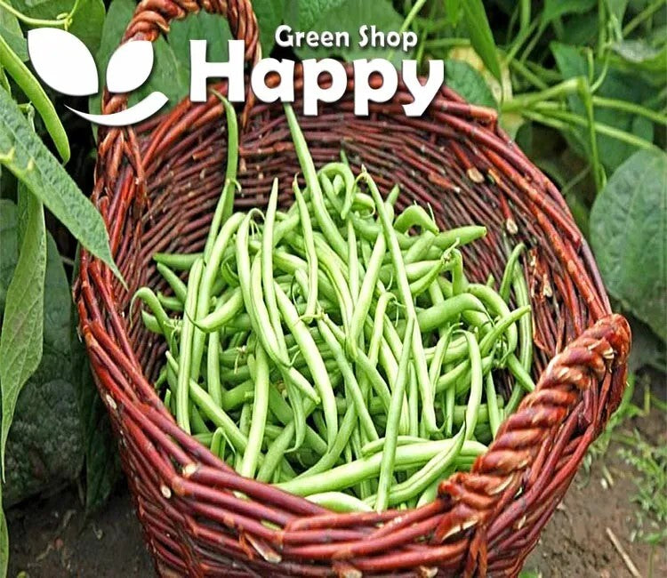 French Bean 'Blue Lake' - 40 seeds (Phaseolus vulgaris)