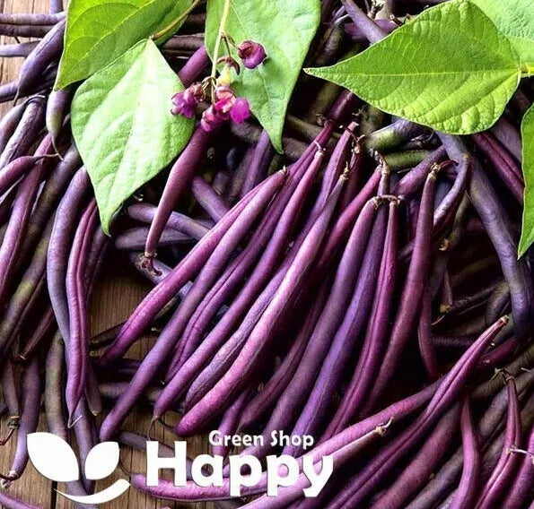 French bean 'Purple Queen' - 50 seeds (Phaseolus vulgaris)