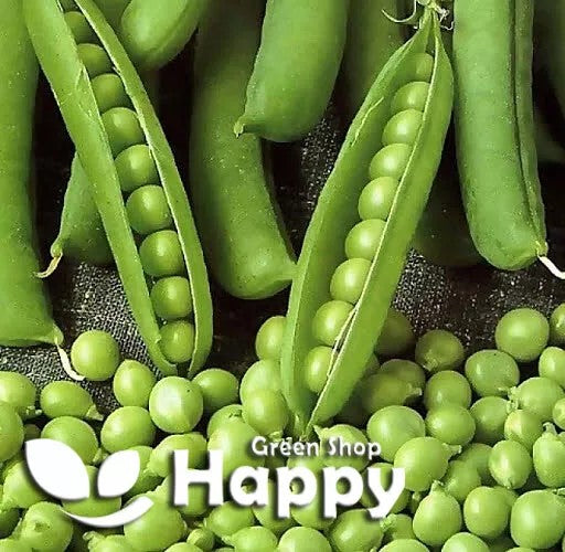 Early Pea 'Kelvedon Wonder' - 100 seeds (Pisum sativum)
