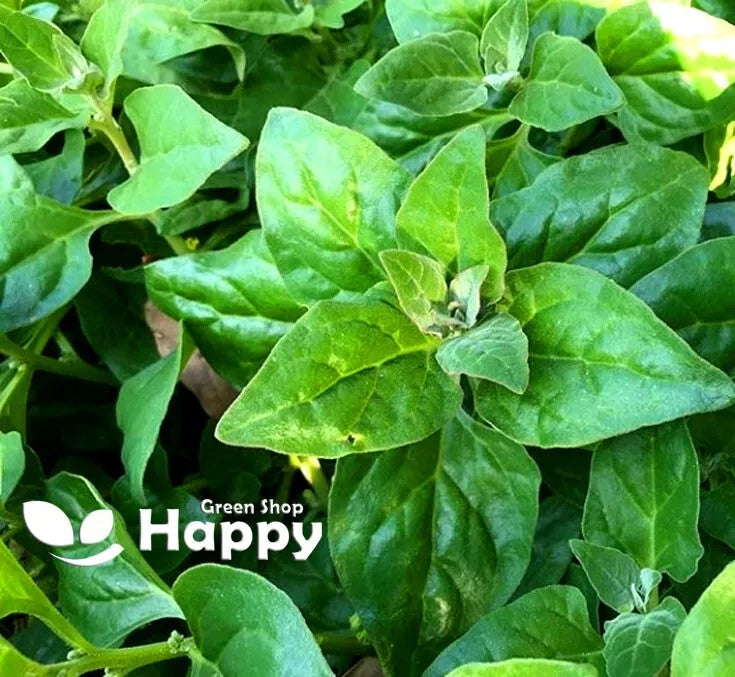 New Zealand spinach - 60 seeds (Tetragonia tetragonioides)