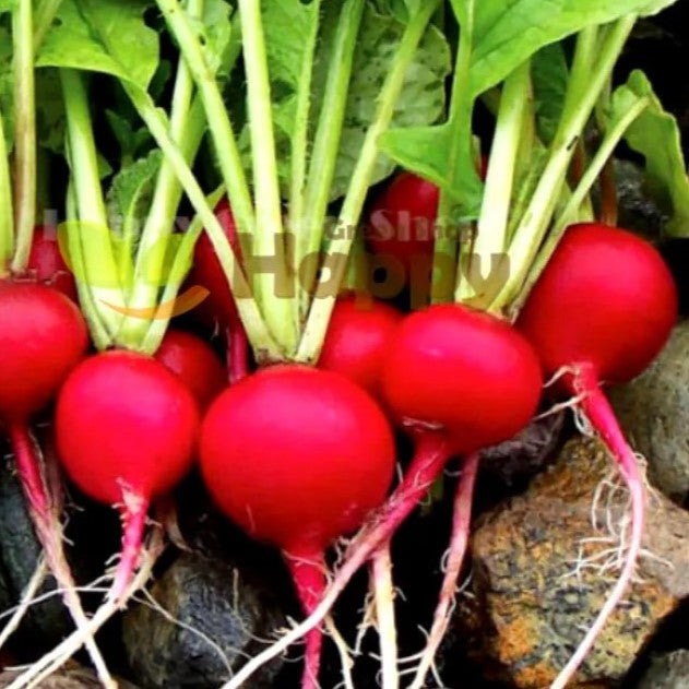 Radish 'Carmen' - 500 seeds (Raphanus sativus)