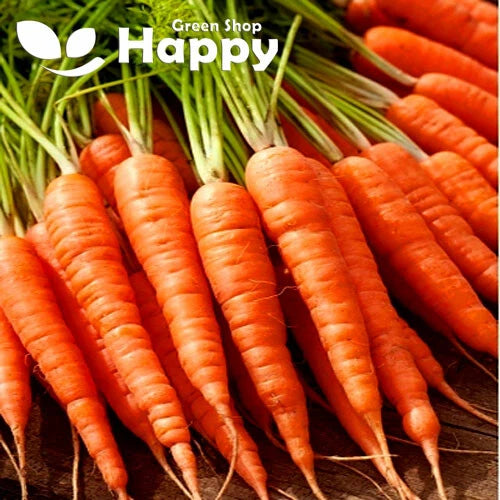 Carrot 'Olympus' flakke type - 2000 seeds (Daucus carota)
