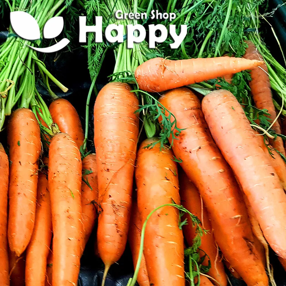 Chantenay Carrot 'Charisma' F1 - 1000 seeds (Daucus carota)