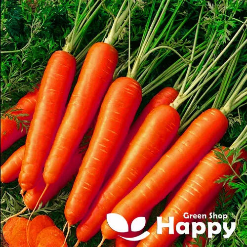 Red Carrot 'Korina' - 1000 seeds (Daucus carota)