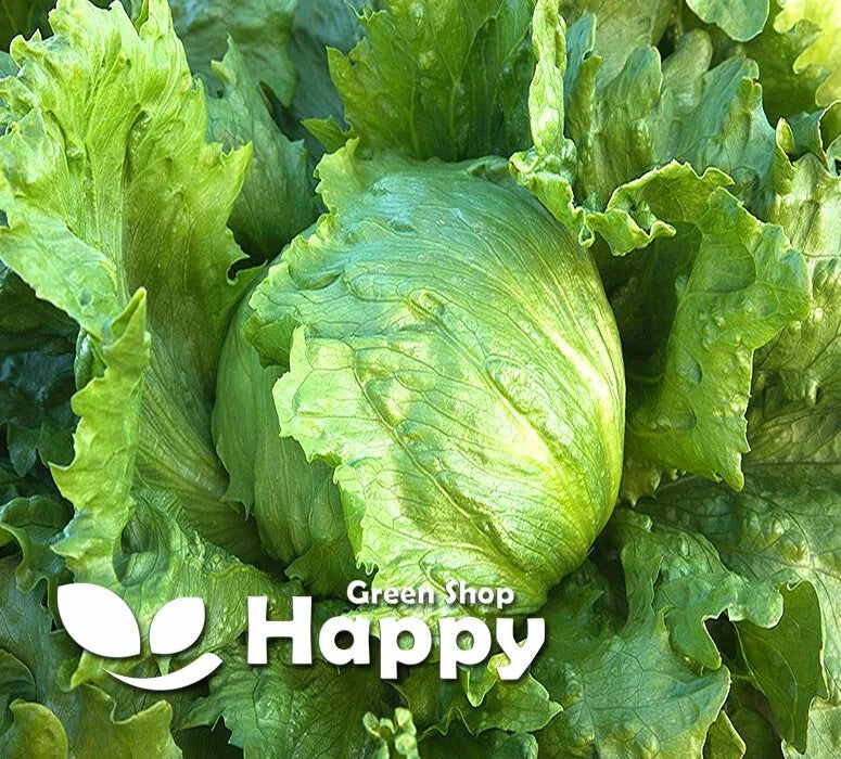 Iceberg lettuce 'Great Lakes 118 - 1000 seeds (Lactuca sativa)
