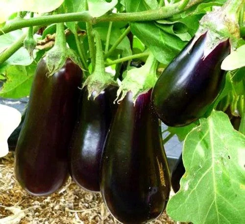 Aubergine 'Halflange violette' - 300 seeds (Solanum melongena)