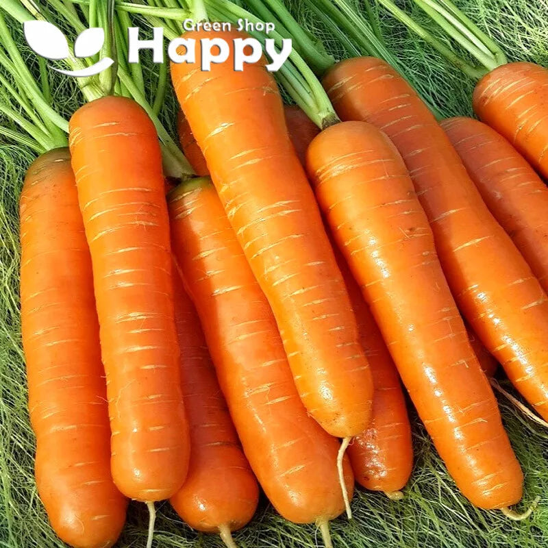 Carrot 'Cortina' F1 - 800 seeds (Daucus carota)