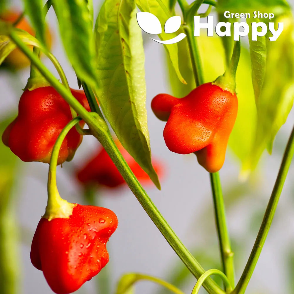Chilli Pepper 'Bishops crown' - 30 seeds (Capsicum baccatum)