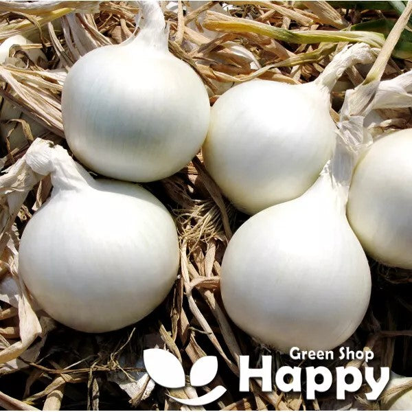 Summer White onion 'Alibaba' - 300 seeds (Allium cepa)