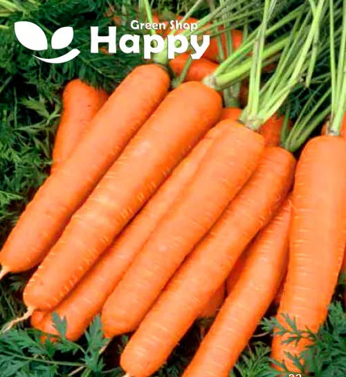 Carrot 'Naomi' Nantes type - 1000 seeds (Daucus carota)