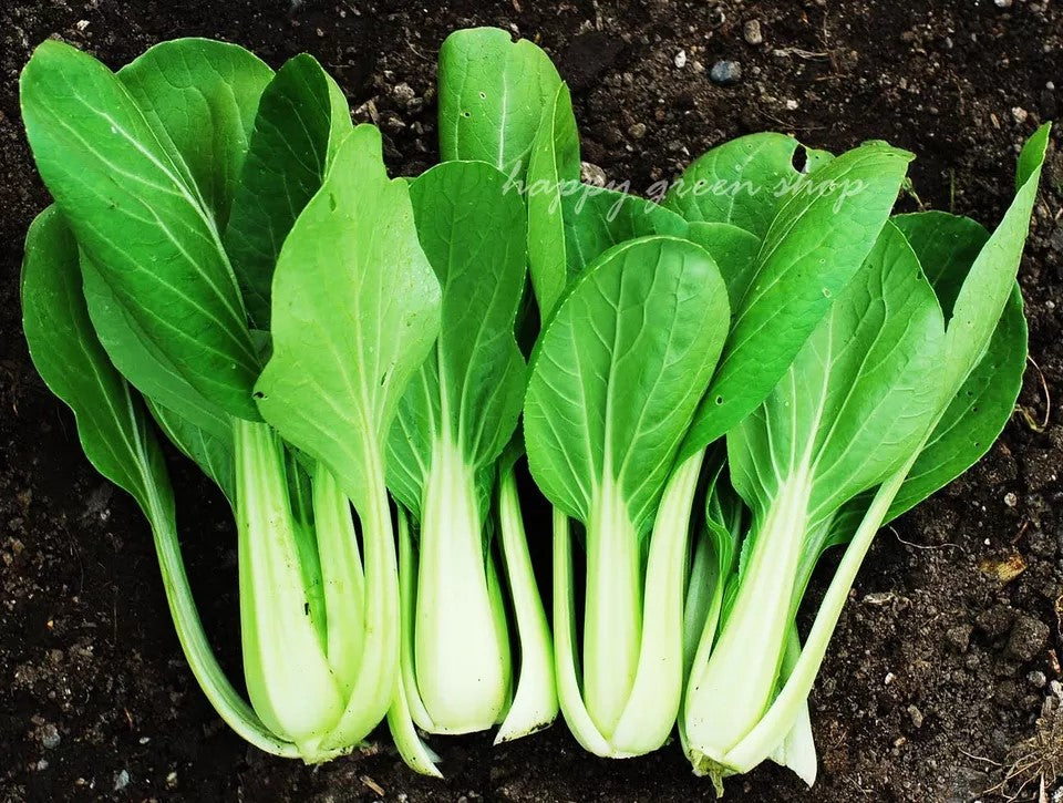 Chinese cabbage 'Pak choi' - 1200 seeds (Brassica oleracea)