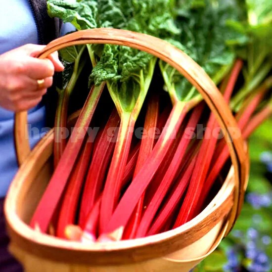 Rhubarb 'Glaskins perpetual' - 40 seeds (Rheum rhabarbarum)