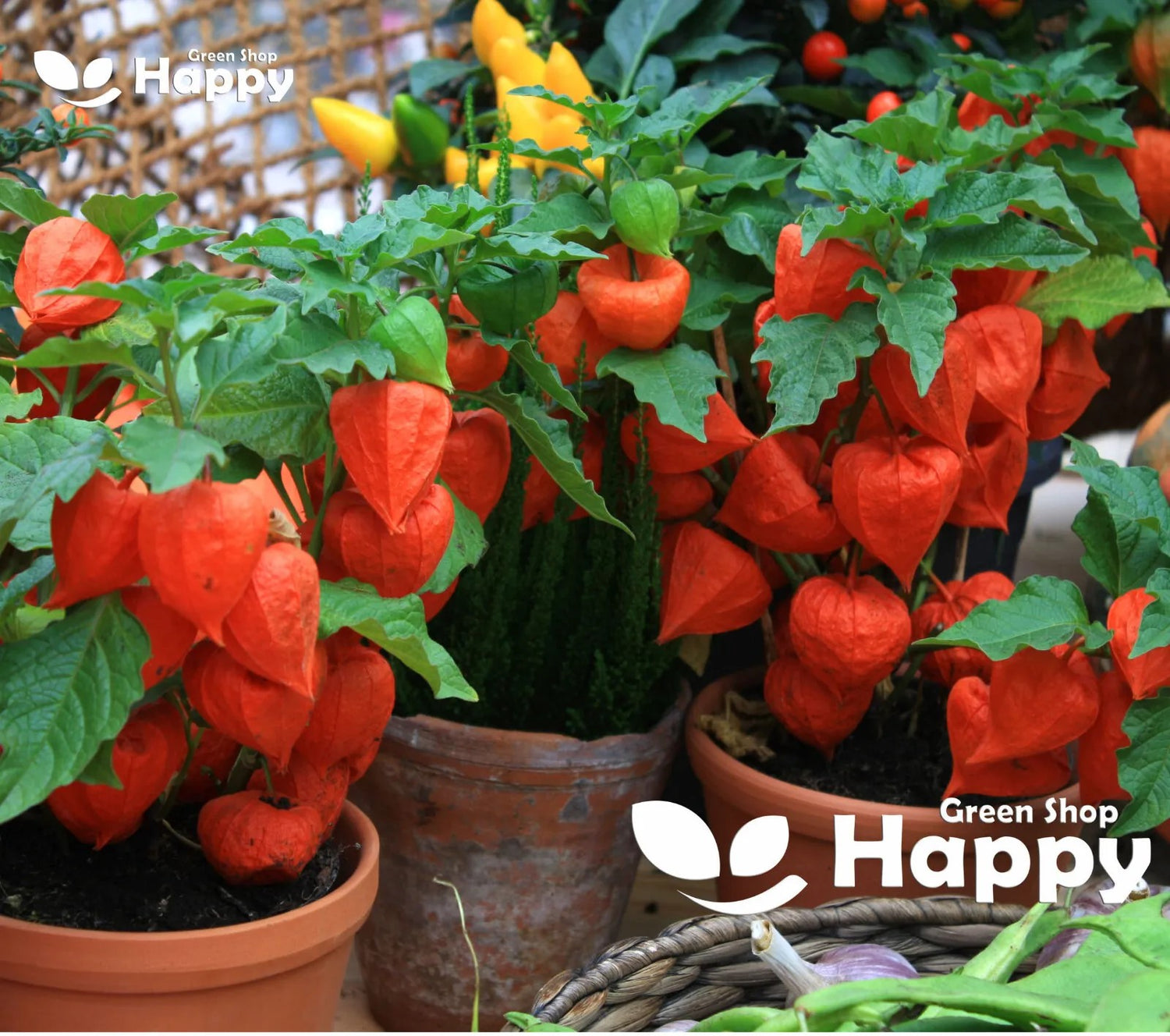 Cape gooseberry - 220 seeds (Physalis peruviana)