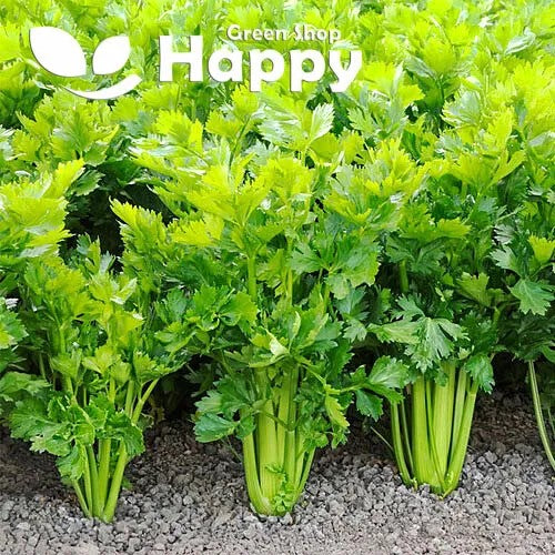 Celery 'Utah' - 3000 seeds (Apium graveolens var secalinum)