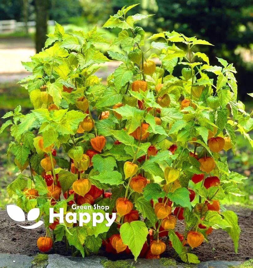 Tomatillo - 120 seeds (Physalis ixocarpa)