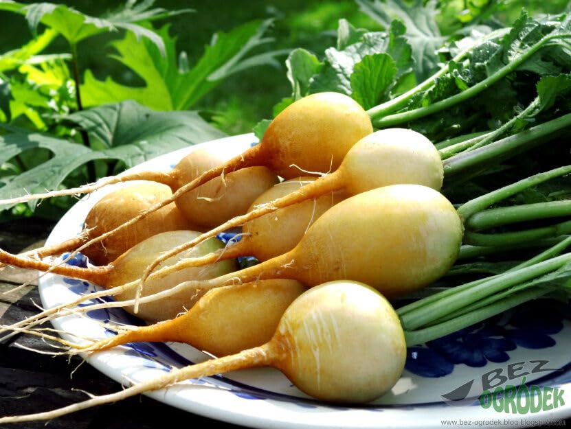 Radish 'Zlata' - 500 seeds (Raphanus sativus)