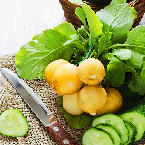 Radish 'Zlata' - 500 seeds (Raphanus sativus)